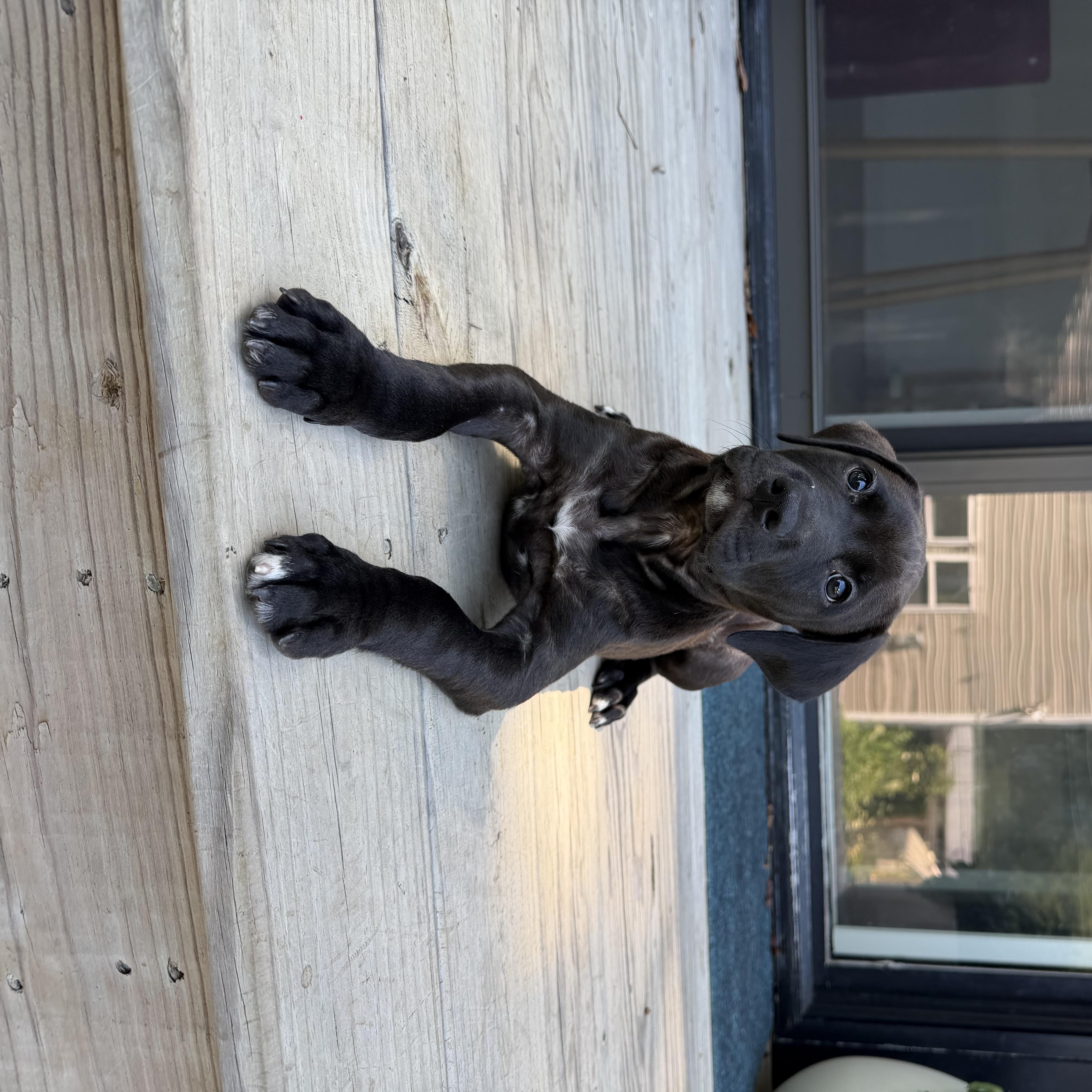 A baby medium-sized male Black Labrador Retriever dog named Dean for adoption in Charlotte, NC