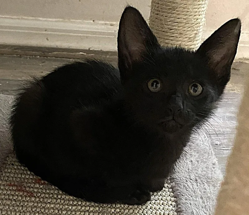 A baby medium-sized female Black Domestic Short Hair cat named Potato Chip for adoption in Oviedo, FL