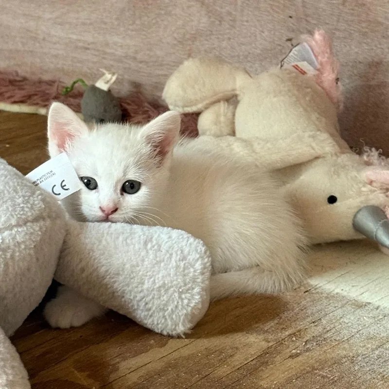 A baby small-sized female White Domestic Short Hair cat named Angel for adoption in Kansas City, MO