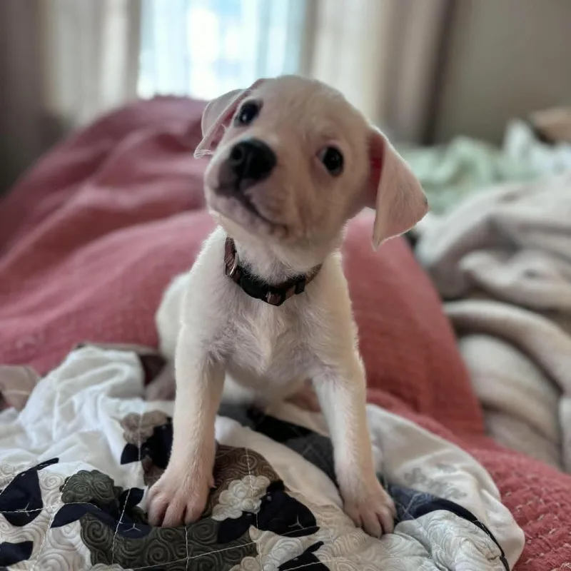 A baby small-sized male White / Cream Mixed Breed dog named Knickerbocker for adoption in Raleigh, NC