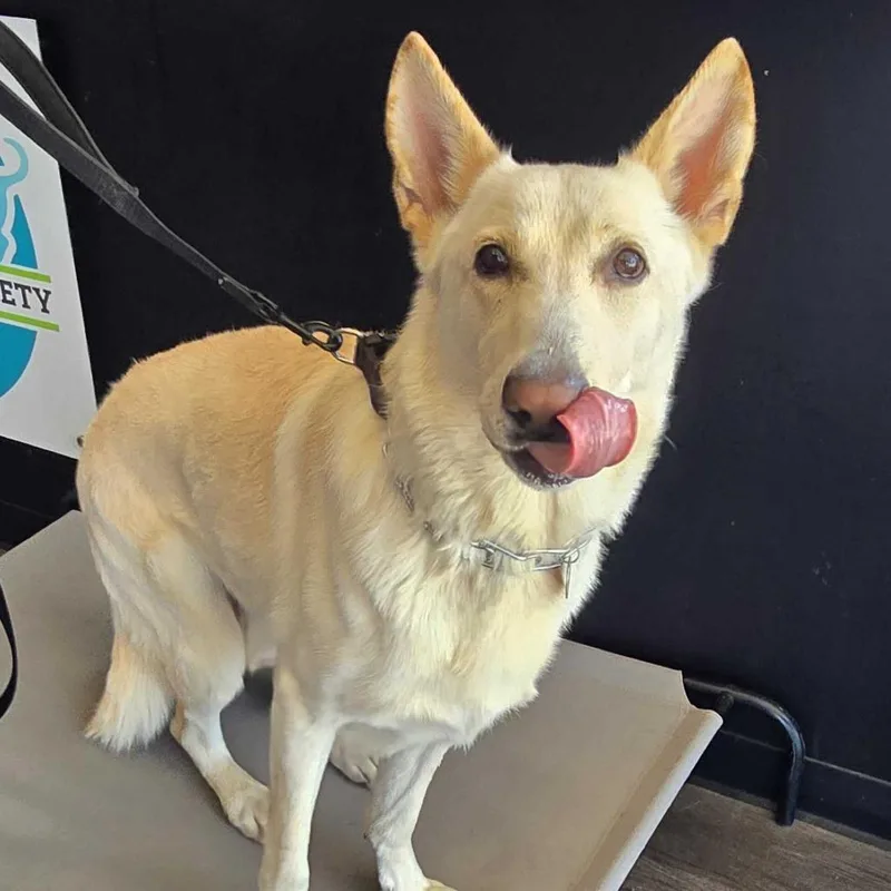 An adult large-sized male White / Cream German Shepherd Dog dog named Bismark for adoption in Louisville, KY