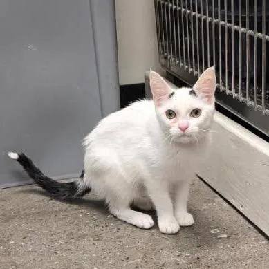 A young small-sized female White Domestic Short Hair cat named Nicki for adoption in Hamburg, NY
