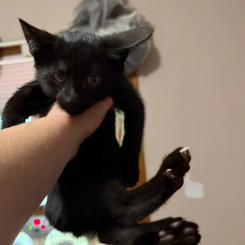 A baby small-sized male Black Domestic Short Hair cat named Ram for adoption in Danbury, CT