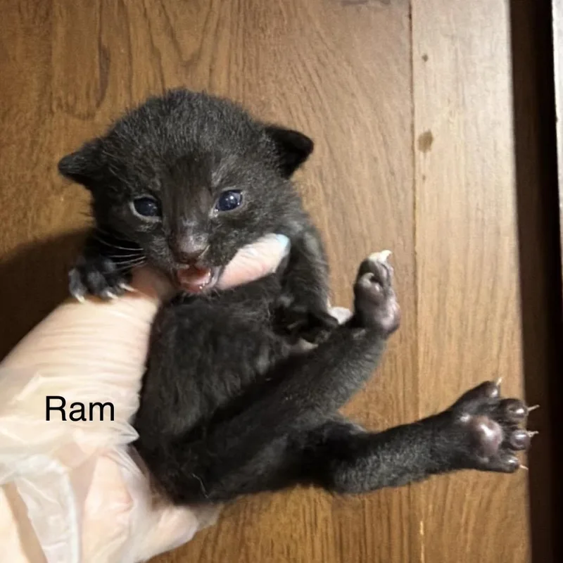 Ram thumbnail 3