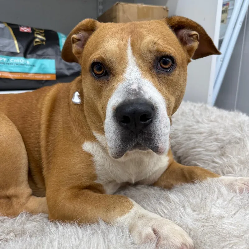 An adult medium-sized female Retriever dog named Yam for adoption in Fairfax, VA