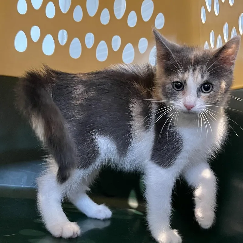 A baby small-sized female Calico Domestic Short Hair cat named Mikasa for adoption in Laurel, MS