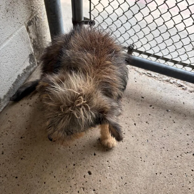 An adult small-sized female Brown / Chocolate Terrier dog named Mother Earth for adoption in Edinburg, TX