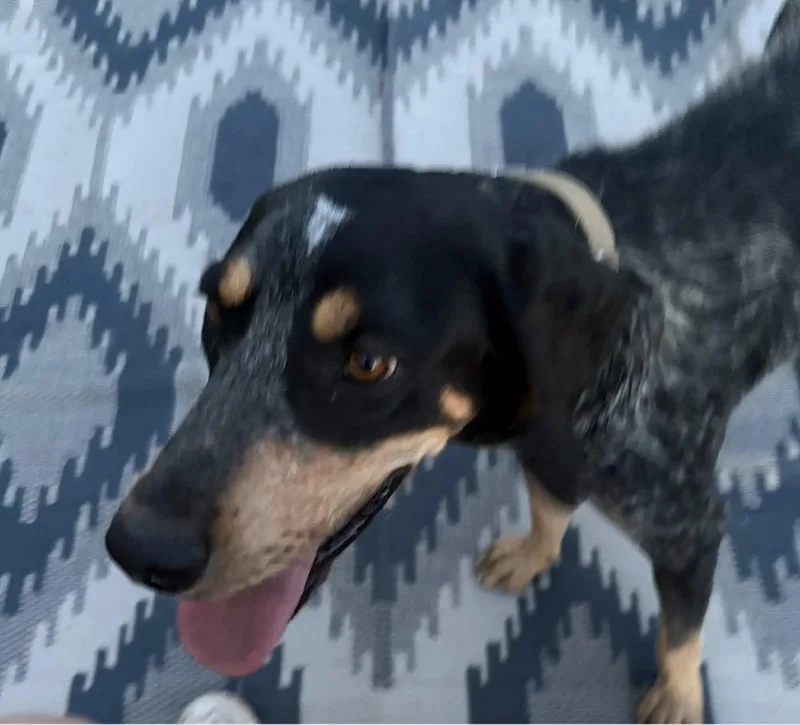 A young medium-sized female Coonhound dog named Lucy for adoption in Williamsburg, NM