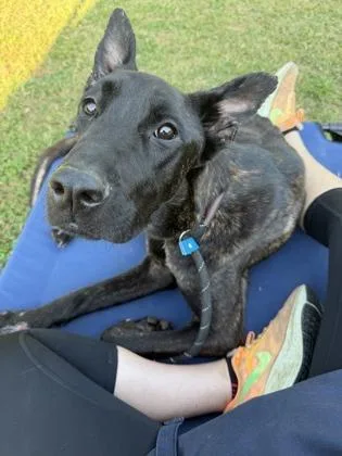 An adult medium-sized female Mixed Breed dog named Cranberry for adoption in Chamblee, GA
