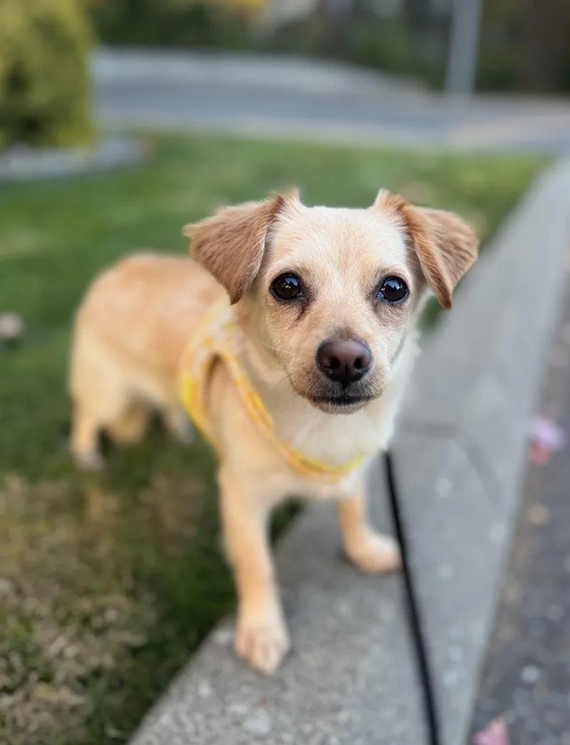 An adult small-sized female Chihuahua dog named Lolli for adoption in lynnwood , WA