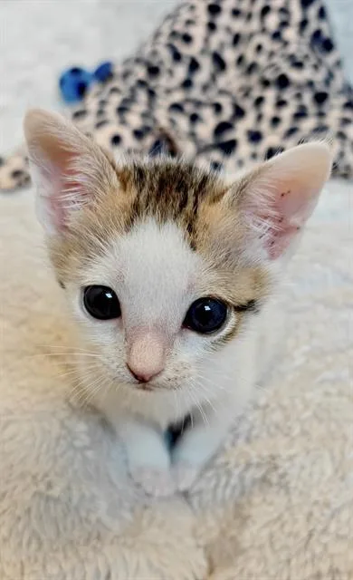 A baby small-sized male Domestic Short Hair cat named A for adoption in Charlotte, NC
