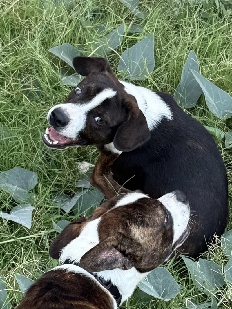 A young medium-sized male Boston Terrier dog named Lefty for adoption in Dripping Springs, TX