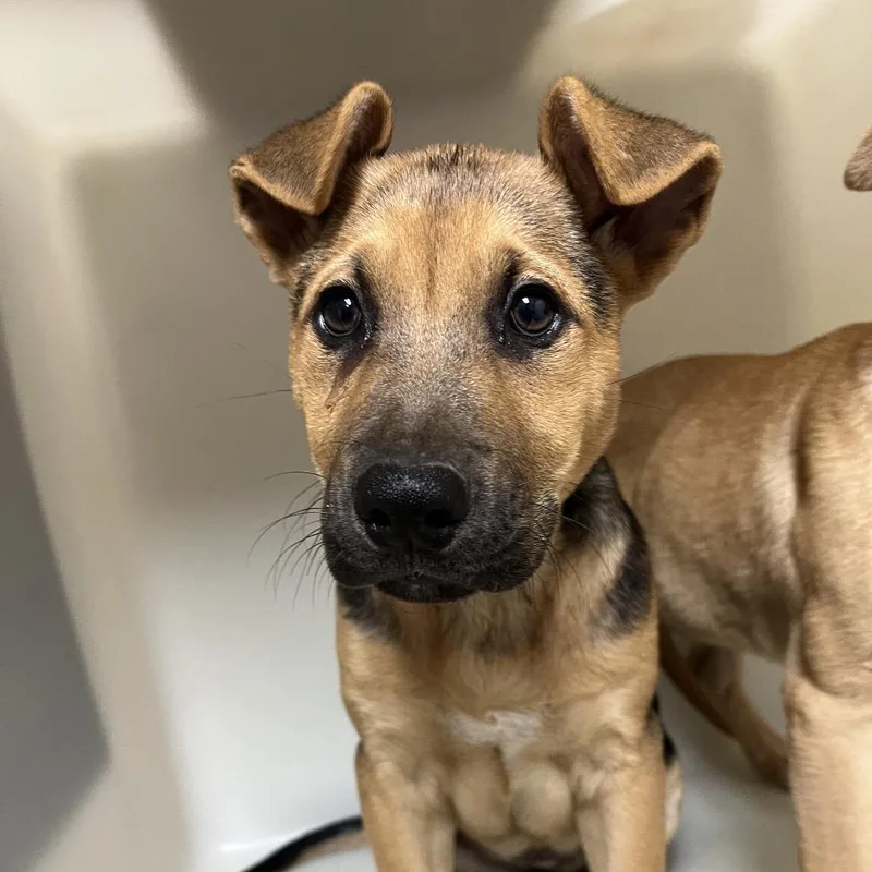 A baby large-sized female Yellow / Tan / Blond / Fawn Shepherd dog named Judy for adoption in Parrish, AL