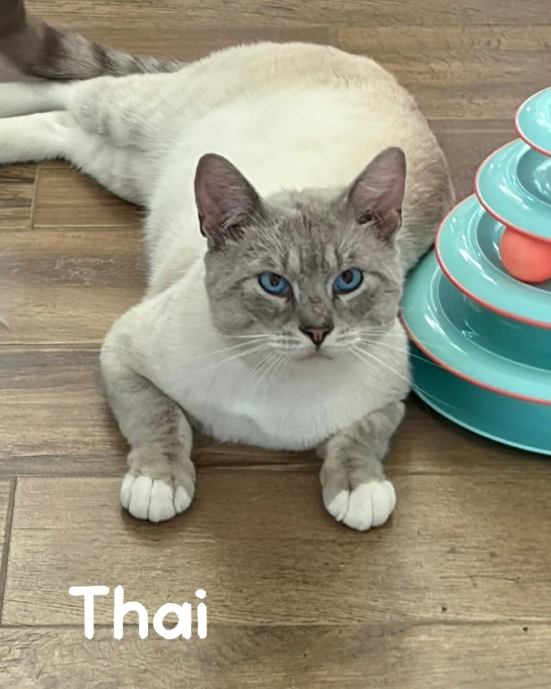 Thai