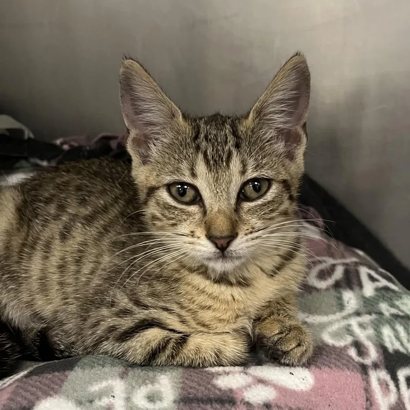 A baby small-sized female Brown / Chocolate Domestic Short Hair cat named Miley for adoption in West Palm Beach, FL