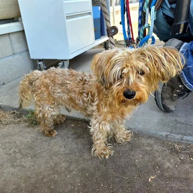 An adult small-sized male Silky Terrier dog named Rogelio for adoption in Long Beach, CA