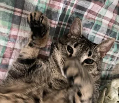 Bruce Lee thumbnail 2