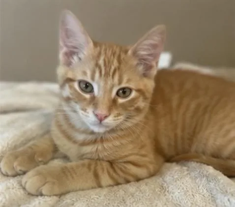 A baby medium-sized female Domestic Short Hair cat named WINK AND BLINK THE for adoption in woodland, CA