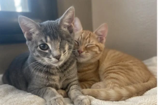 WINK AND BLINK THE thumbnail 2