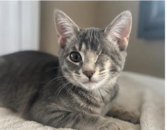 WINK AND BLINK THE thumbnail 3