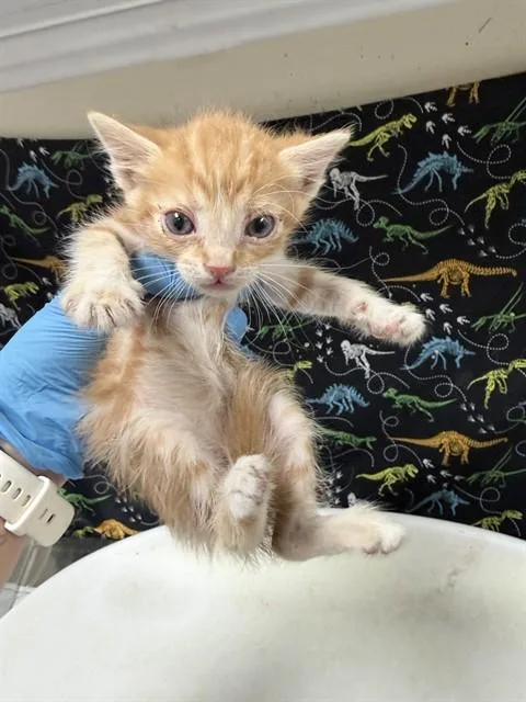 A baby small-sized male Domestic Short Hair cat named Ethan for adoption in Riverside, CA