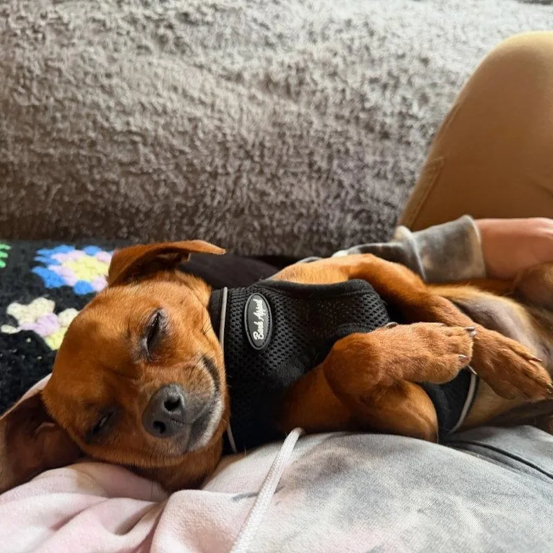 A young small-sized male Chihuahua dog named Jimothy for adoption in San Francisco, CA
