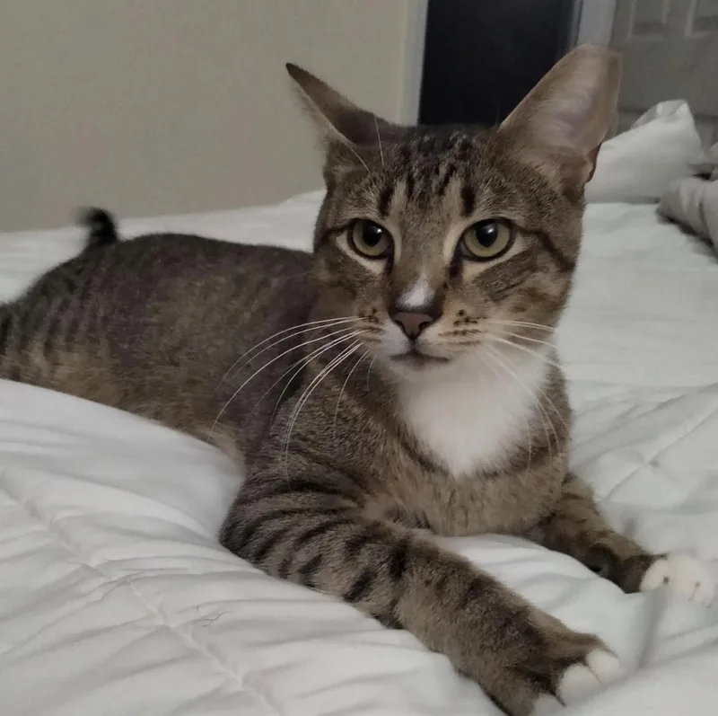 Everything Bagel thumbnail 4