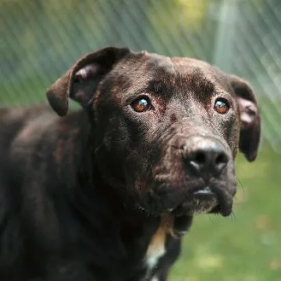 An adult large-sized female Tricolor (Brown, Black, & White) Pit Bull Terrier dog named Roxy for adoption in Hartsville , TN