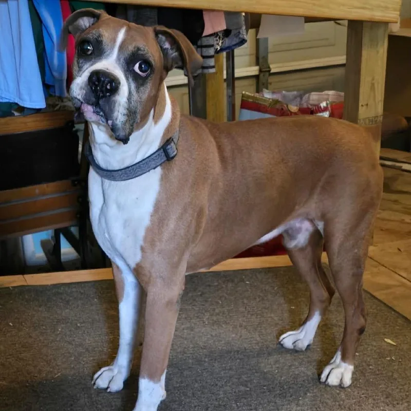 A senior large-sized male Boxer dog named Russell for adoption in Tallahassee, FL