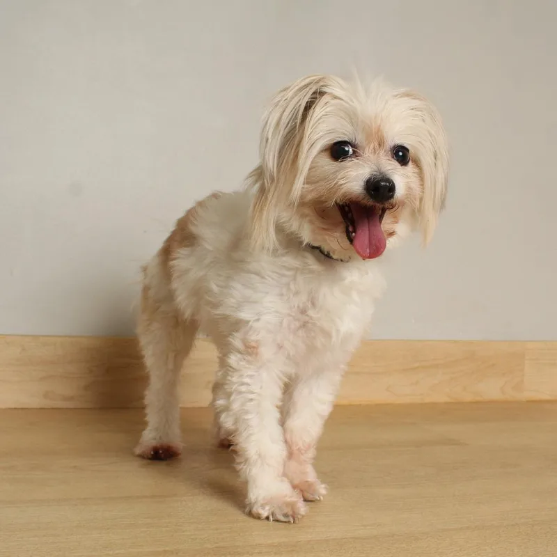 Lady Godiva D thumbnail 6