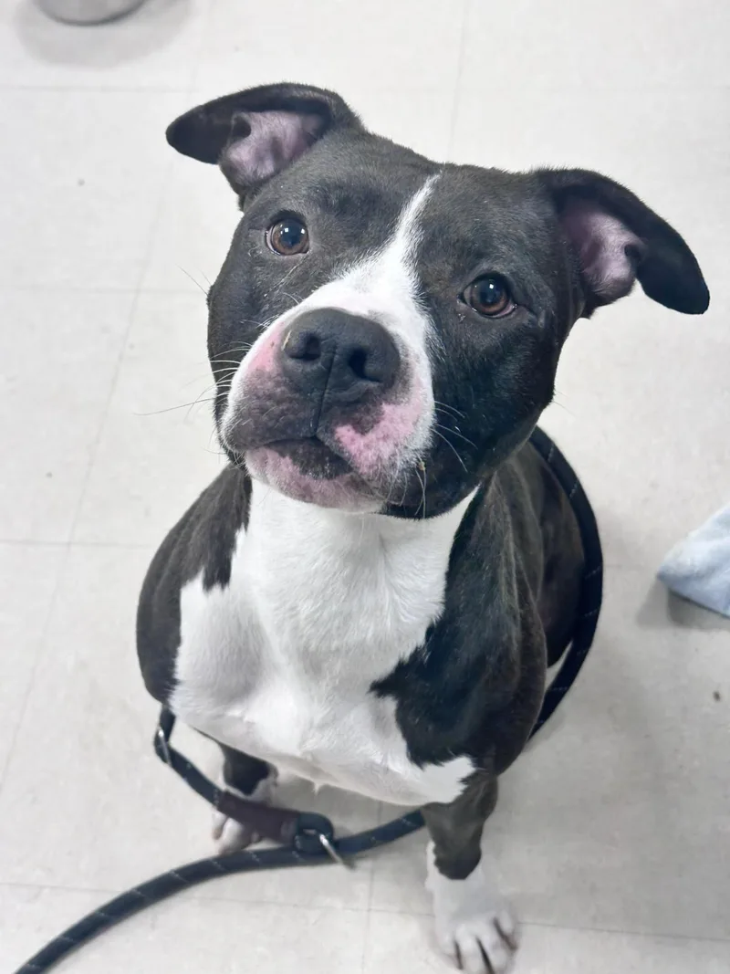 A young medium-sized female Black Pit Bull Terrier dog named Buffy for adoption in Clayton, NJ