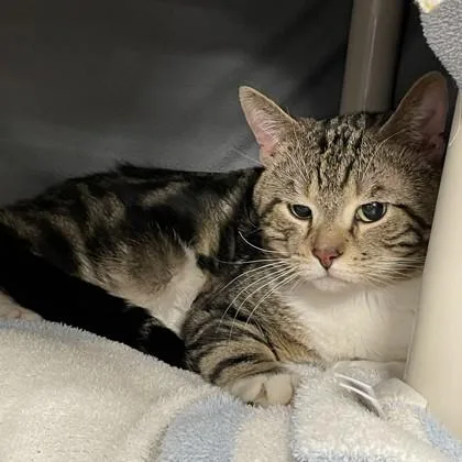 An adult small-sized male Domestic Short Hair cat named Leo for adoption in Wheaton, IL