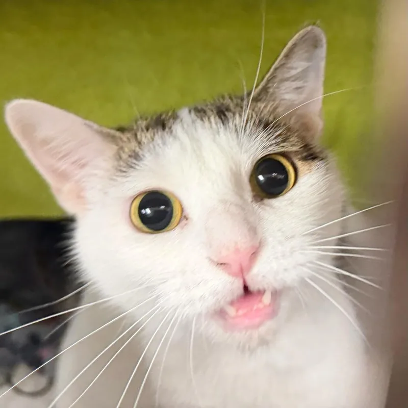 An adult medium-sized female White Domestic Short Hair cat named Gabby for adoption in Springfield, MA