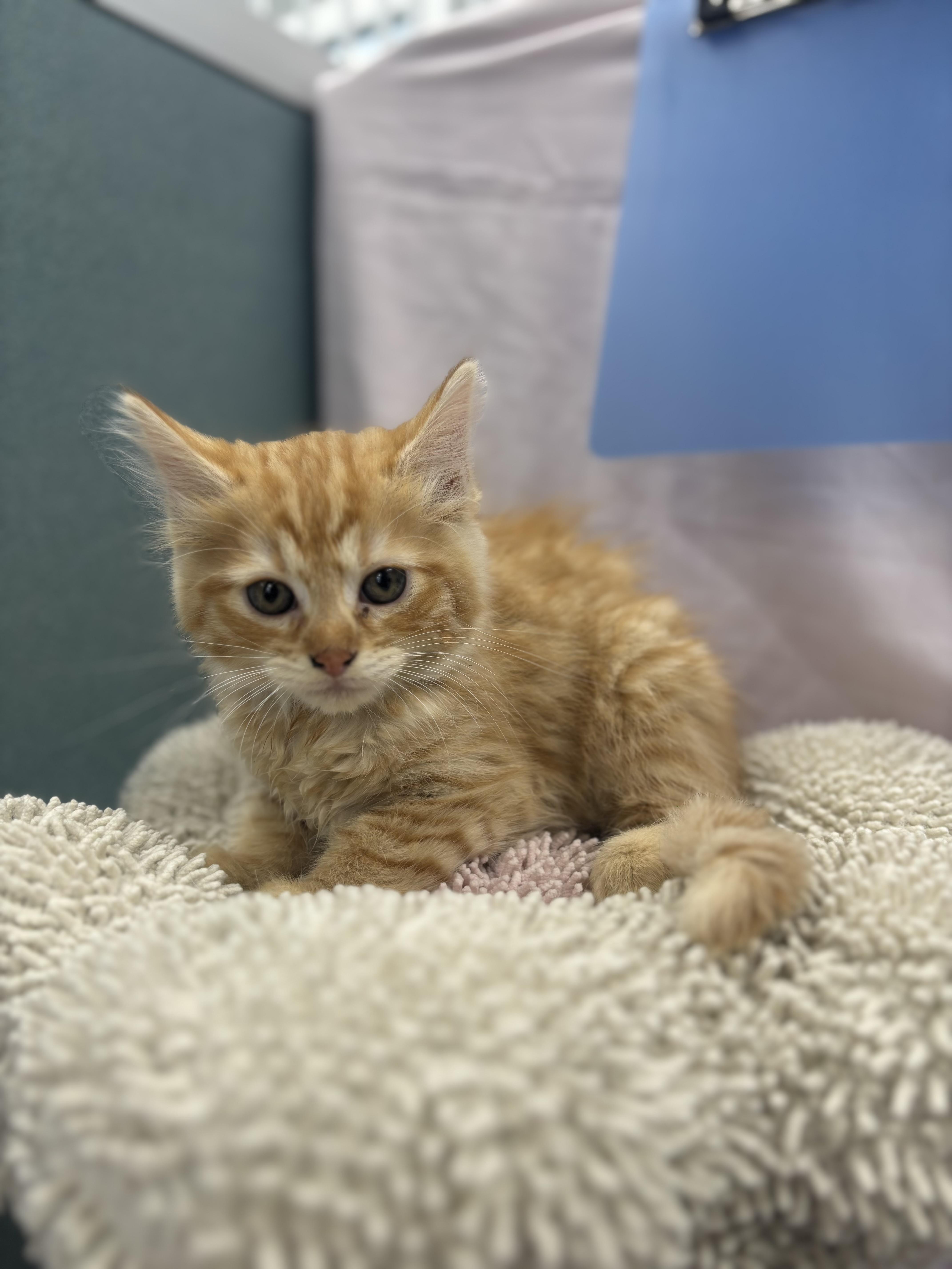 A baby medium-sized female Tabby (Orange / Red) Maine Coon cat named Sakura for adoption in Bardstown, KY