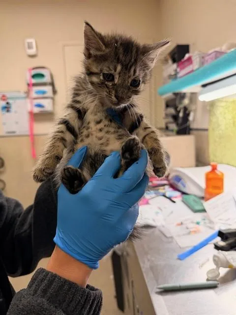 A baby small-sized male Domestic Short Hair cat named Edward for adoption in Riverside, CA