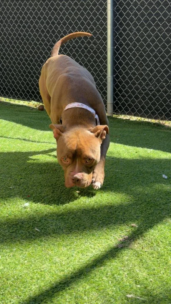 A young medium-sized male Bull Terrier dog named Toffee for adoption in New Kensington, PA