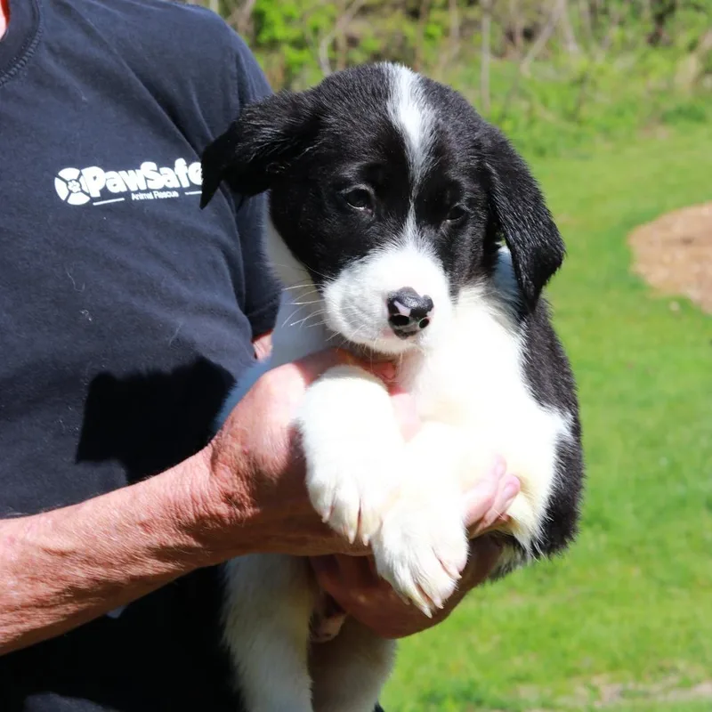 A baby large-sized male Black Labrador Retriever dog named Ct Cerunnos for adoption in Eastford, CT