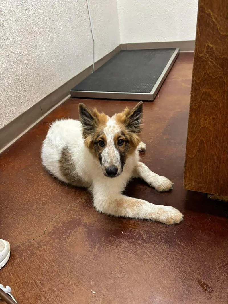 A baby medium-sized male White / Cream Shetland Sheepdog / Sheltie dog named Mello Yello for adoption in Uxbridge, MA