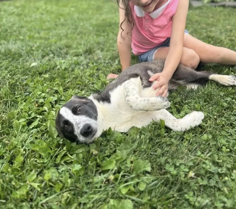 A baby medium-sized female Australian Cattle Dog / Blue Heeler dog named Jade for adoption in Philadelphia, PA