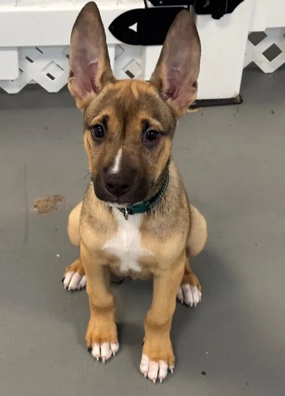 A baby large-sized male Brown / Chocolate German Shepherd Dog dog named Tiger for adoption in Van Nuys, CA