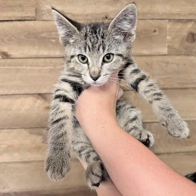 A baby small-sized male Domestic Short Hair cat named Ducky for adoption in Medford, OR