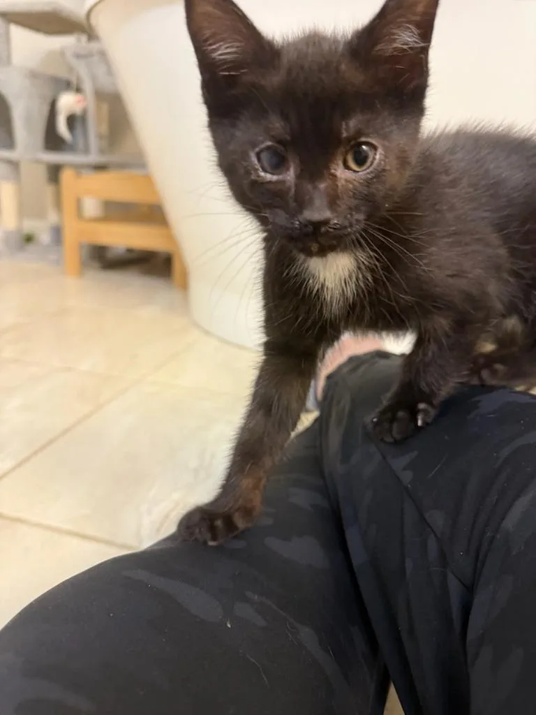 A baby medium-sized male Domestic Short Hair cat named Destruction for adoption in Parkville, MD