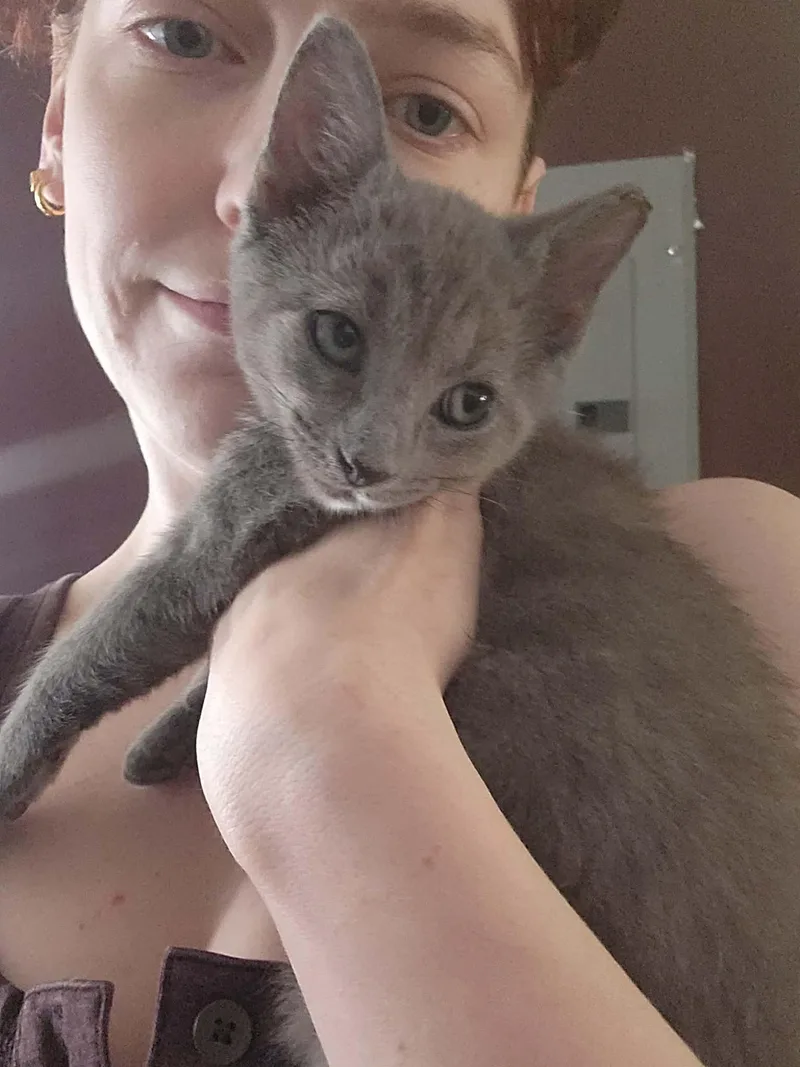 A baby medium-sized female Gray / Blue / Silver Russian Blue cat named Rosita and Paloma for adoption in Charlotte, NC