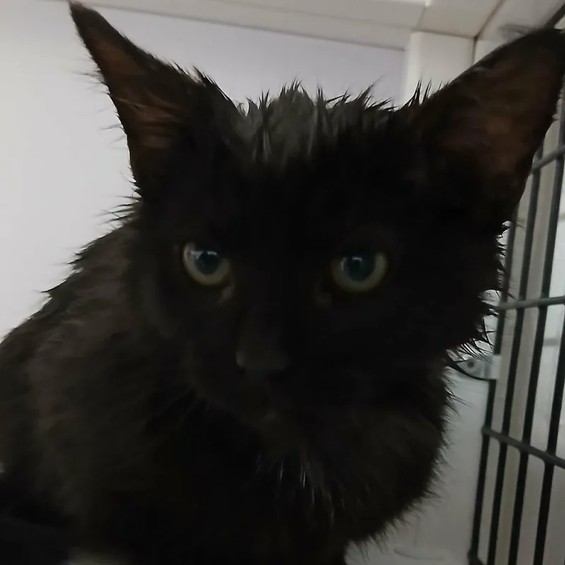 A young small-sized male Black Domestic Medium Hair cat named Boston for adoption in Las Cruces, NM