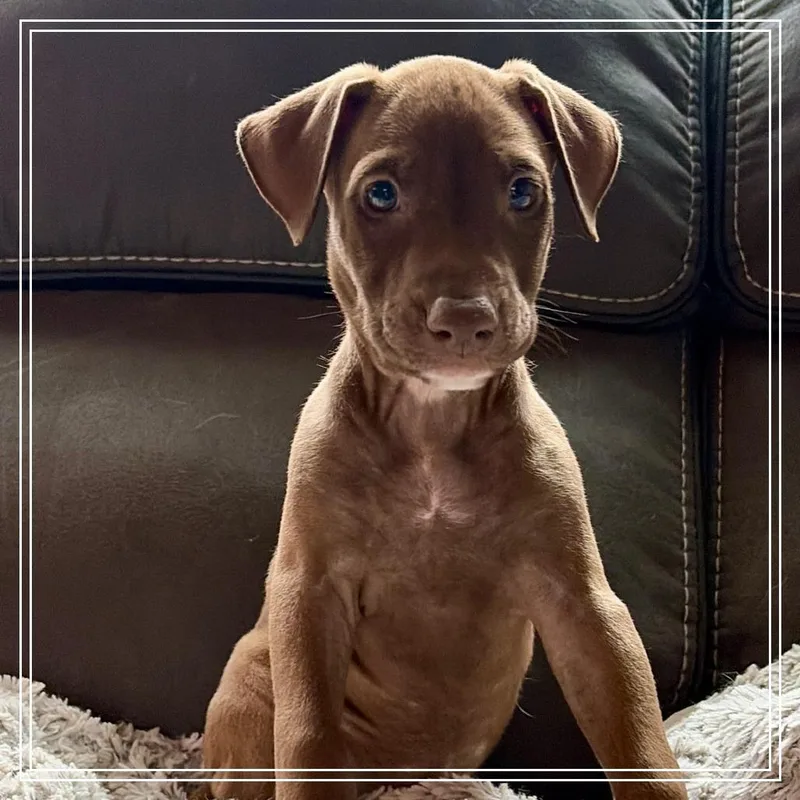 A baby small-sized female American Staffordshire Terrier dog named Calypso for adoption in Chandler, AZ