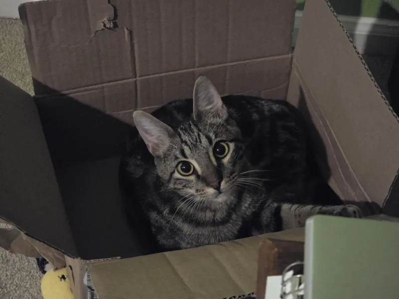 Leo