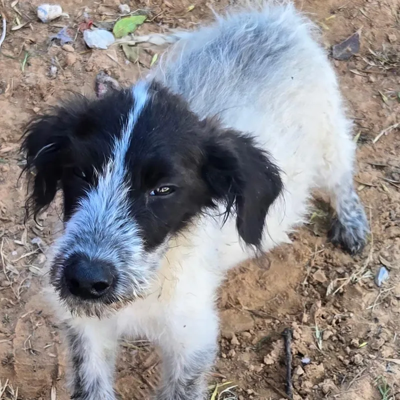 A young medium-sized male Wirehaired Terrier dog named Opossum for adoption in Milwaukee, WI