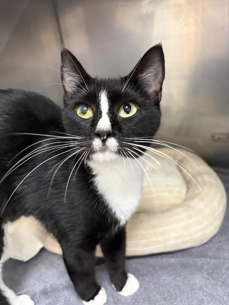 A young medium-sized female Domestic Short Hair cat named Muffin for adoption in Little Rock, AR
