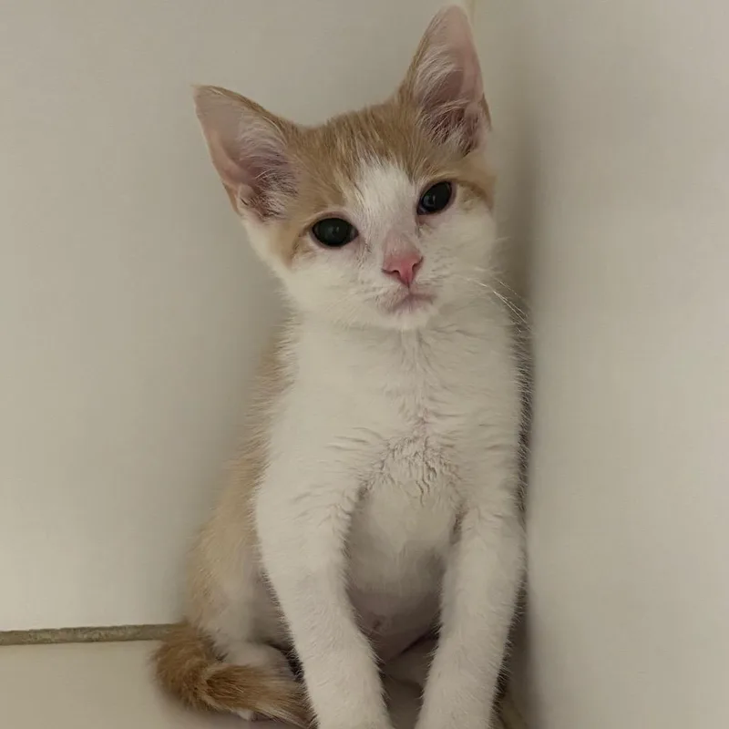 A baby small-sized male Buff / Tan / Fawn Domestic Short Hair cat named Reese's Pieces for adoption in Naperville, IL
