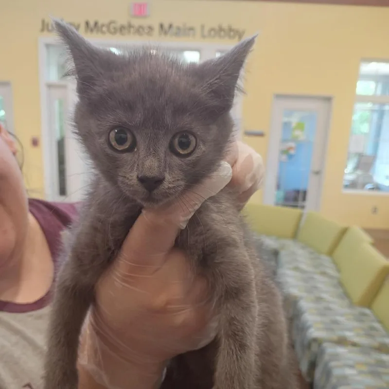 A baby small-sized female Gray / Blue / Silver Domestic Short Hair cat named Wanda for adoption in Lynchburg, VA
